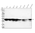 Anti-HuR / ELAVL1 Monoclonal Antibody