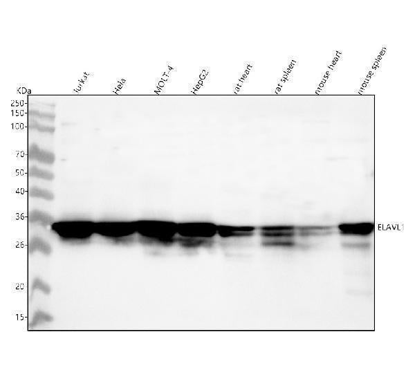 Anti-HuR / ELAVL1 Monoclonal Antibody