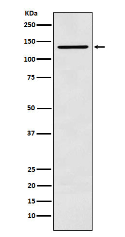 Western blot analysis of CARD11 expression in K562 cell lysate.