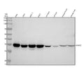 Anti-Annexin V ANXA5 Rabbit Monoclonal Antibody
