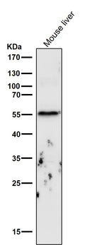 All lanes use the Antibody at 1:6k dilution for 1 hour at room temperature.