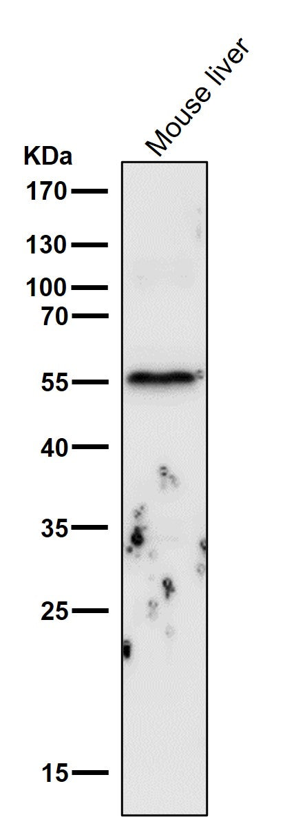All lanes use the Antibody at 1:6k dilution for 1 hour at room temperature.