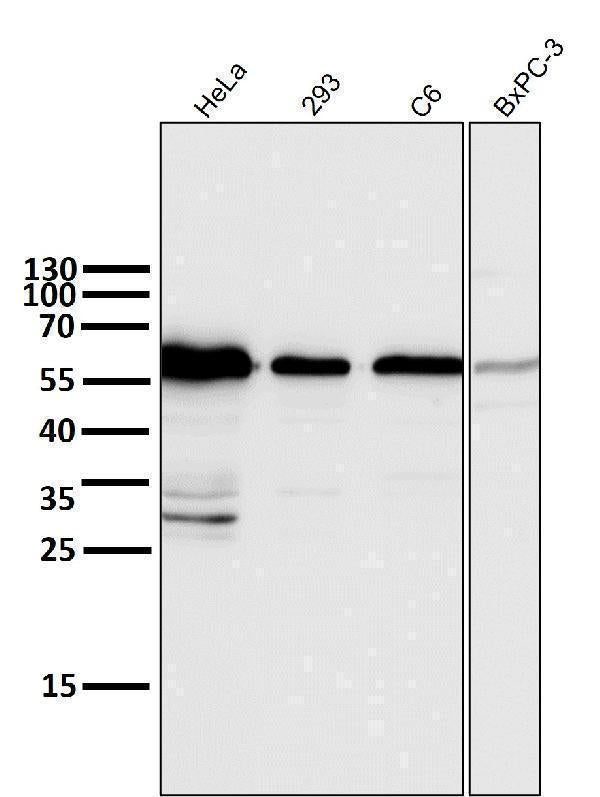 All lanes use the Antibody at 1:6K dilution for 1 hour at room temperature.