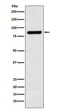 Western blot analysis of Cullin 3 expression in SH-SY5Y cell lysate.