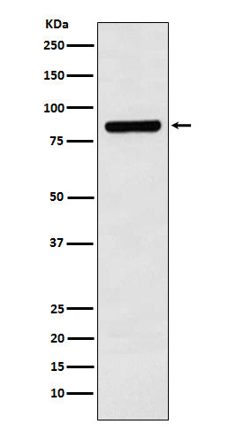 Western blot analysis of Cullin 3 expression in SH-SY5Y cell lysate.