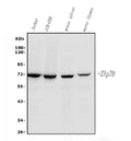 Anti-ZAP70 Antibody Picoband®(monoclonal, 6F12)