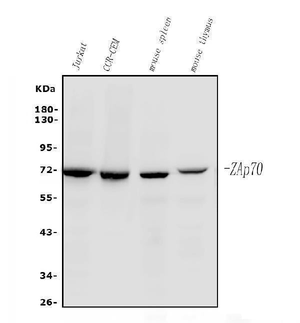 Anti-ZAP70 Antibody Picoband®(monoclonal, 6F12)