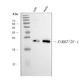 Anti-PARK7/DJ1 Antibody Picoband® (monoclonal, 4B10)