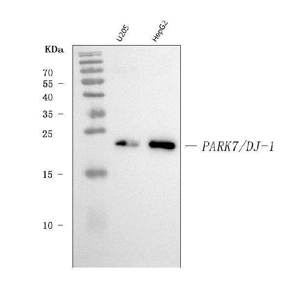 Anti-PARK7/DJ1 Antibody Picoband® (monoclonal, 4B10)