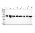 Anti-PARK7/Dj 1 Rabbit Monoclonal Antibody