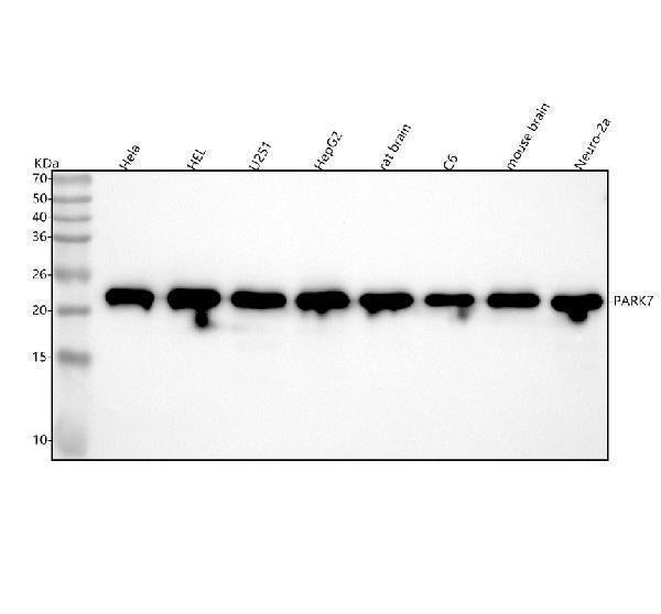Anti-PARK7/Dj 1 Rabbit Monoclonal Antibody