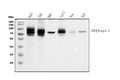 Anti-TGFBR2 Antibody Picoband® (monoclonal, 2F11)