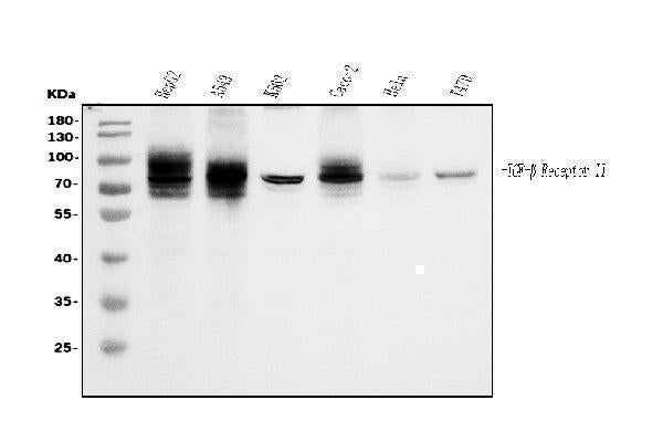 Anti-TGFBR2 Antibody Picoband® (monoclonal, 2F11)