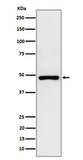 Western blot analysis of PAH expression in HepG2 cell lysate.
