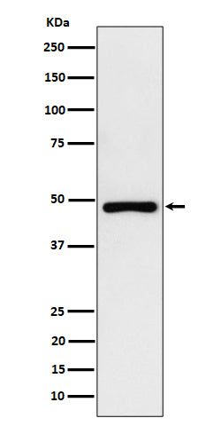 Western blot analysis of PAH expression in HepG2 cell lysate.