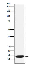 Western blot analysis of CCL21 expression in Human CCL21 recombinant protein lysate.