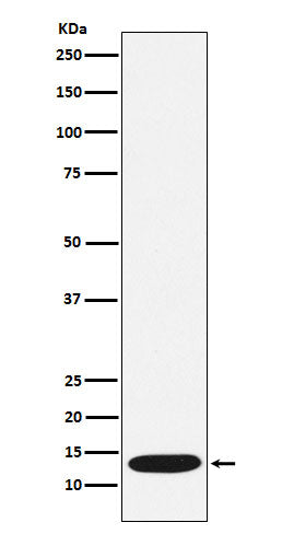 Western blot analysis of CCL21 expression in Human CCL21 recombinant protein lysate.