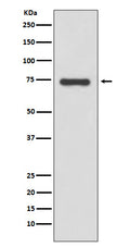 Western blot analysis of Moesin expression in HeLa cell lysate.
