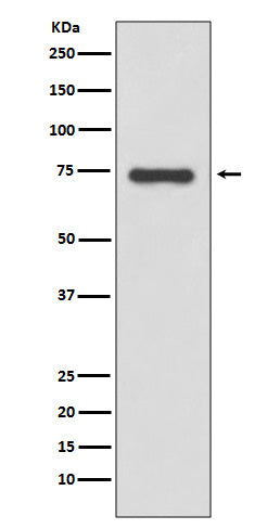 Western blot analysis of Moesin expression in HeLa cell lysate.