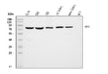 Anti-Moesin/MSN Antibody Picoband® (monoclonal, 8D4)