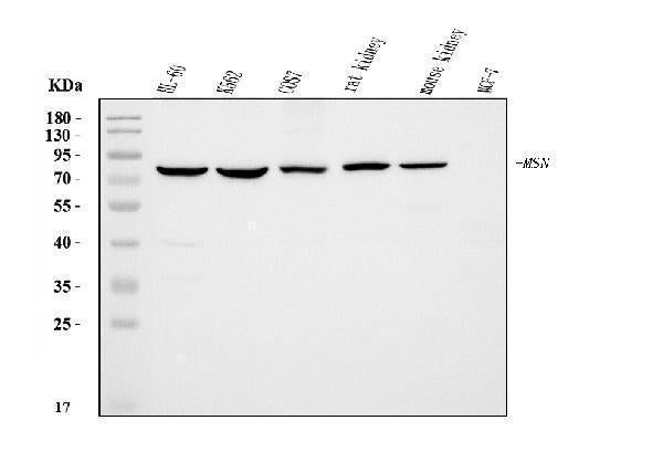 Anti-Moesin/MSN Antibody Picoband® (monoclonal, 8D4)