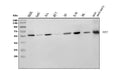 Anti-RBPJK/RBPJ Picoband® Antibody (monoclonal, 6G4)