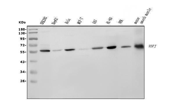 Anti-RBPJK/RBPJ Picoband® Antibody (monoclonal, 6G4)