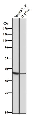 All lanes use the Antibody at 1:2W dilution for 1 hour at room temperature.
