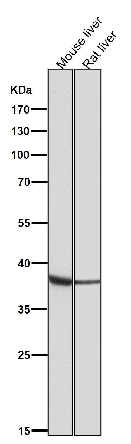 All lanes use the Antibody at 1:2W dilution for 1 hour at room temperature.