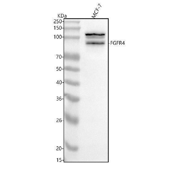 Anti-FGFR4 Rabbit Monoclonal Antibody