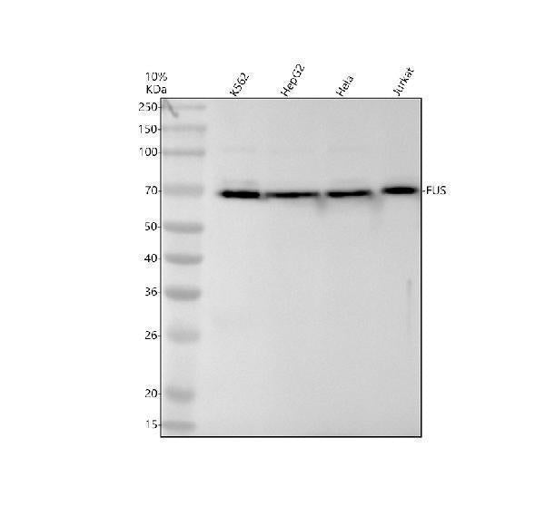 Anti-FUS / TLS Rabbit Monoclonal Antibody