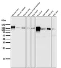 All lanes use the Antibody at 1:2K dilution for 1 hour at room temperature.