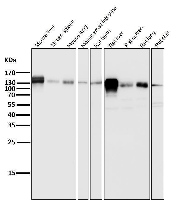 All lanes use the Antibody at 1:2K dilution for 1 hour at room temperature.