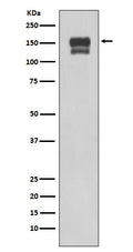 Western blot analysis of using Integrin beta1 expression in 293T cell lysate.