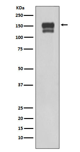 Western blot analysis of using Integrin beta1 expression in 293T cell lysate.