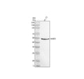 Anti-MMP3 Rabbit Monoclonal Antibody