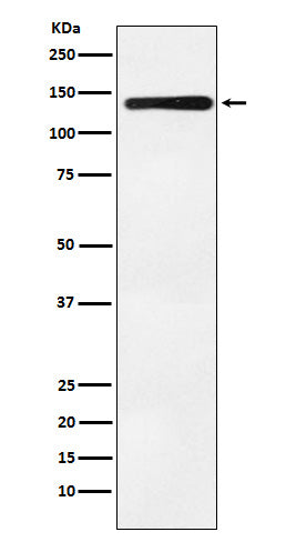 Western blot analysis of Bub1 expression in K562 cell lysate.