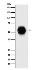 Western blot analysis of Gata 6 expression in human fetal heart lysate.