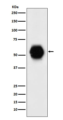 Western blot analysis of Gata 6 expression in human fetal heart lysate.