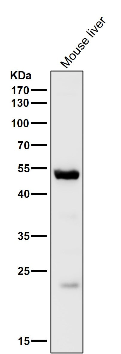 All lanes use the Antibody at 1:3K dilution for 1 hour at room temperature.