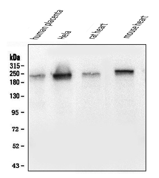 Anti-Collagen III/COL3A1 Antibody Picoband® (monoclonal, 9H9)