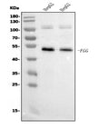 Anti-FGG Antibody Picoband® (monoclonal, 5H9)