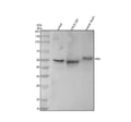 Anti-ERG Rabbit Monoclonal Antibody