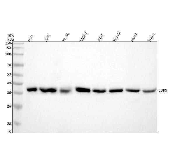 Anti-CDK9 Rabbit Monoclonal Antibody