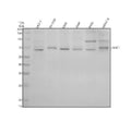 Anti-SHC Monoclonal Antibody