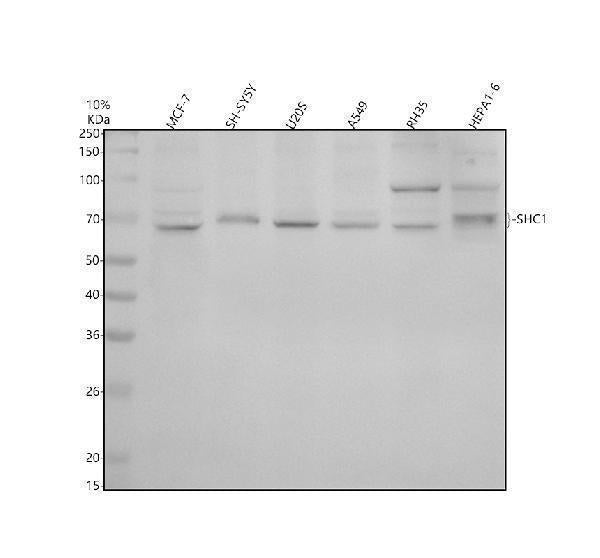 Anti-SHC Monoclonal Antibody