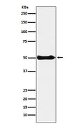 Western blot analysis of CSK expression in Ramos cell lysate.