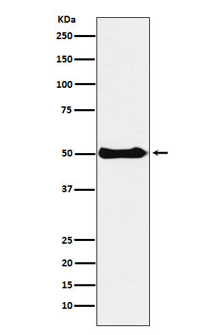 Western blot analysis of CSK expression in Ramos cell lysate.