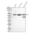 Anti-FAAH1 Rabbit Monoclonal Antibody