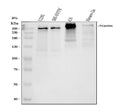 Anti-Nestin Rabbit Monoclonal Antibody